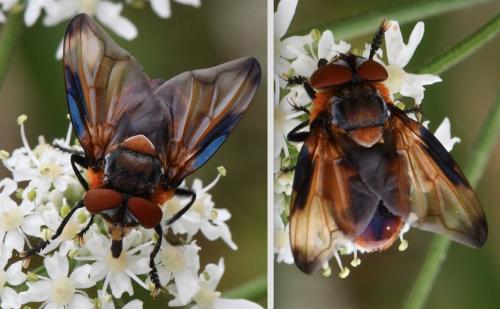 Phasia hemiptera